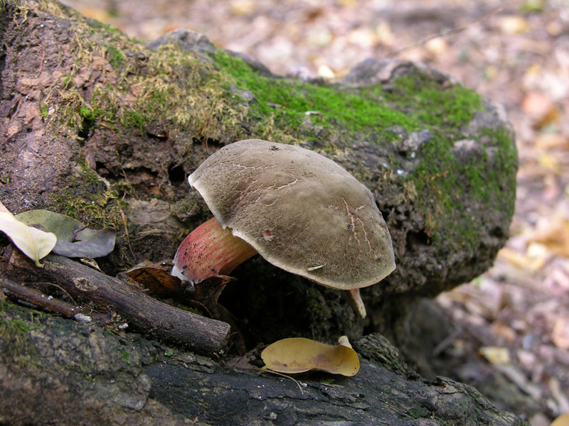 Fungo da determinare 25. (cfr. Xerocomus chrysenteron)